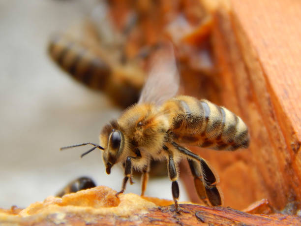 istock bee close up sitting on a frame in a beehive 1070105034