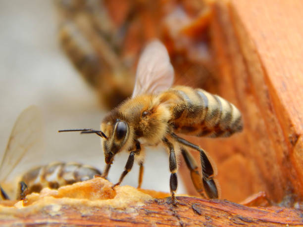 istock bee close up sitting on a frame in a beehive 1070105070