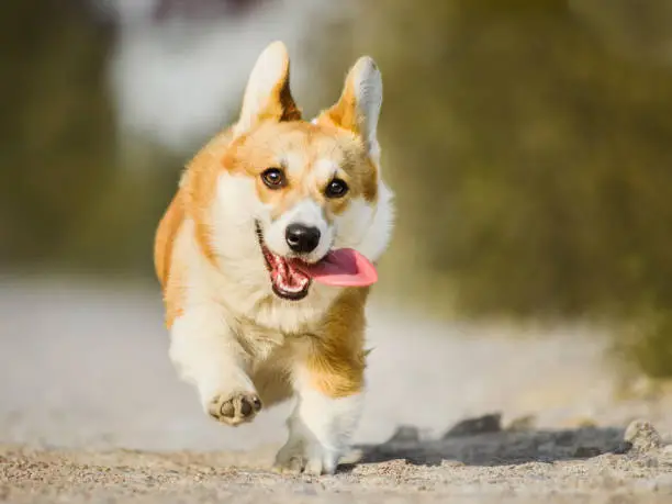Funny face Welsh Corgi Pembroke running with tongue out