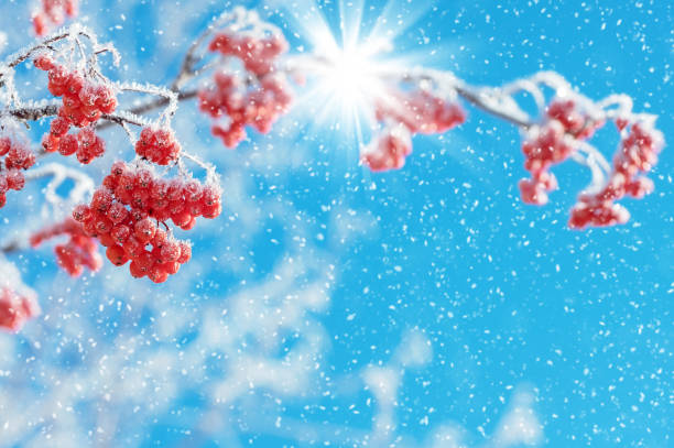 istock Rowan tree branch in hoarfrost 1070108858