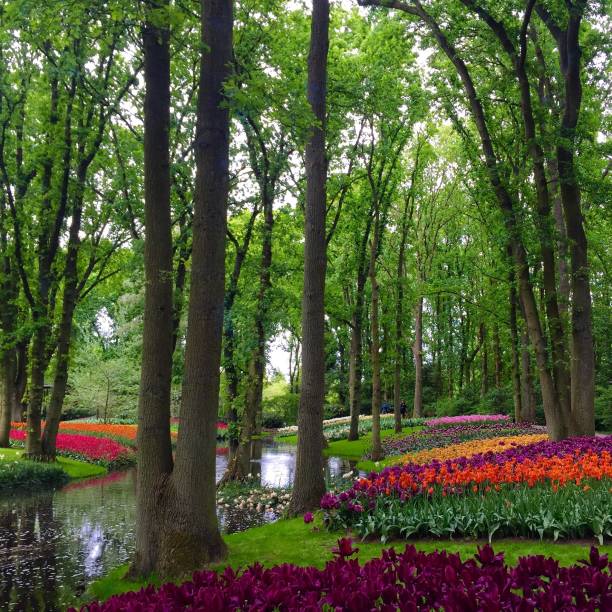 istock Keukenhof, Netherlands 1070110560