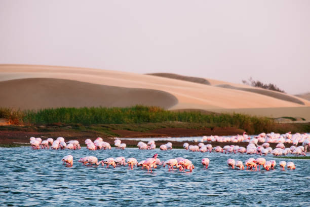 flamingo colony in walvis bay - group of animals animal bird flamingo imagens e fotografias de stock