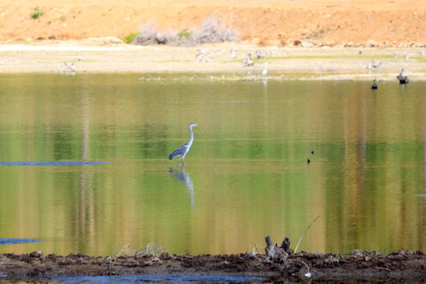 istock Great Heron and Egret flying, Indonesia 1070111460