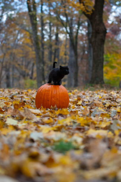 istock black kitten sitting on pumplin in forest 1070114484