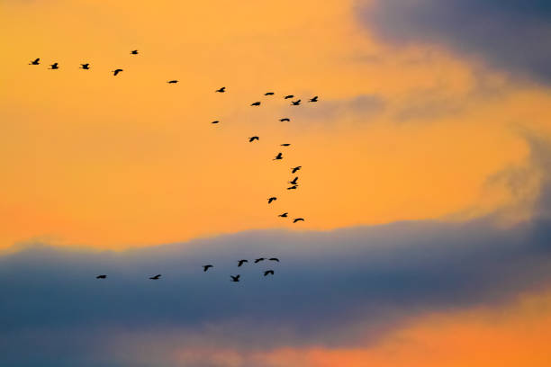 istock Great Heron and Egret flying, Indonesia 1070114726