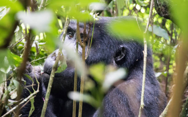 istock Mountain gorilla in Bwindi inpenetrable forest 1070115088