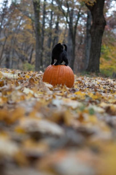 istock black kitten sitting on pumplin in forest 1070117142