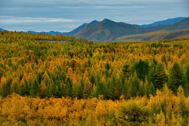 istock Autumn taiga on permafrost. 1070117186