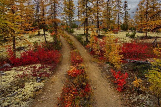 istock Autumn taiga on permafrost. 1070117282