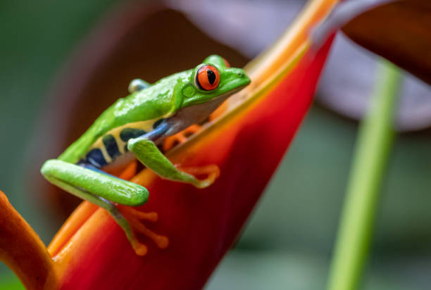 istock Red-eyed Tree Frog in Costa Rica 1070117552