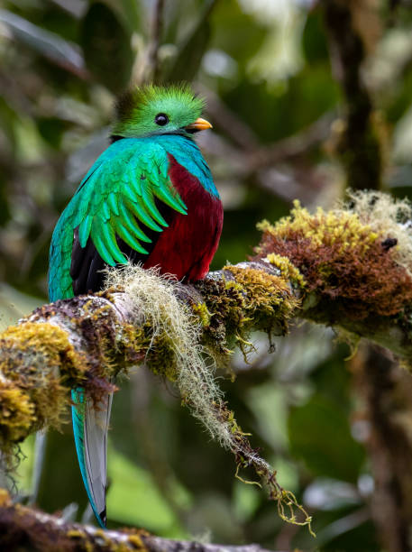 istock Quetzal in Costa Rica 1070117560