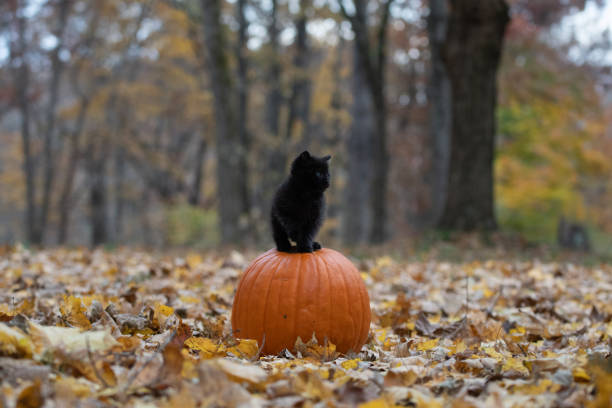 istock black kitten sitting on pumplin in forest 1070117566