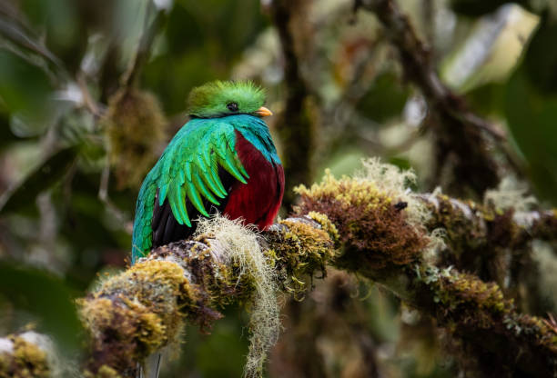 istock Quetzal in Costa Rica 1070117632