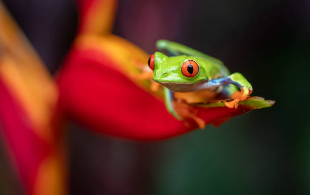 istock Red-eyed Tree Frog in Costa Rica 1070117830