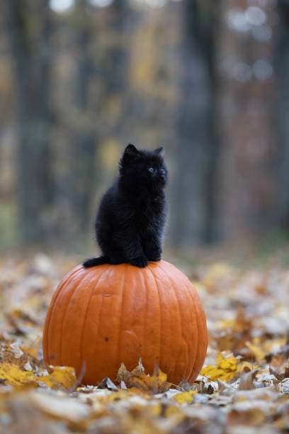 istock black kitten sitting on pumplin in forest 1070118034