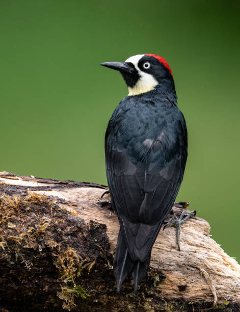 istock Acorn Woodpecker Portrait 1070118498