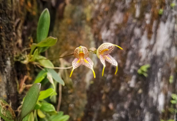 Pair of small wild white orchids with beautiful yellow bright bumps and violet spots. Exotic non-cultivated tropical flower of Colombia. Background of the trunk of a tree.