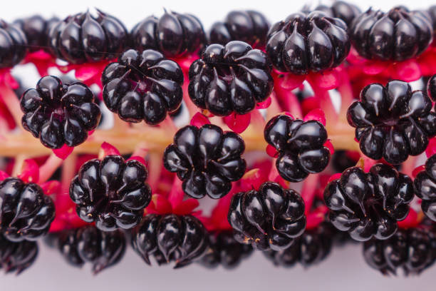 Phytolacca americana on a white acrylic background.