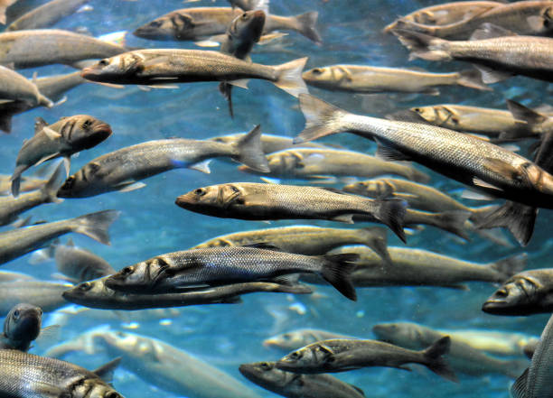 istock School of Silver Gray Fish 1070122218