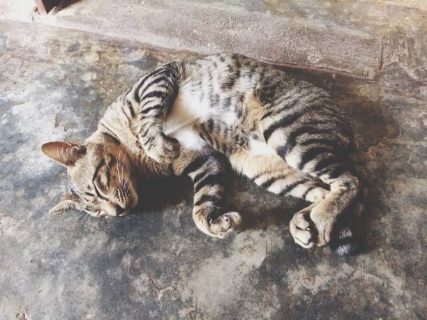 istock High Angle View Of Cat Sleeping 1070122290