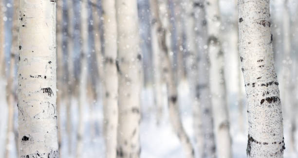 stämmen der birke bäume closeup - woods tree panoramic snow stock-fotos und bilder
