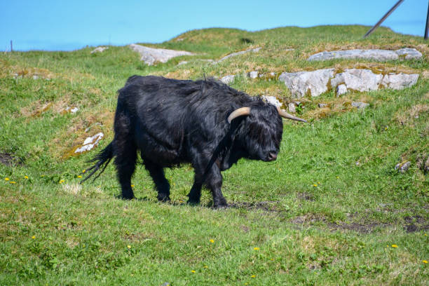 istock The Furry Highland Cattle 1070123710