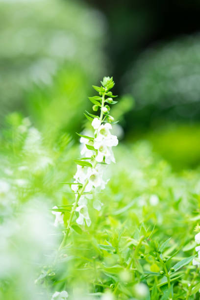 Beautiful Blurry White Angelonia flower or Angelonia goyazensis in the garden Beautiful Blurry White Angelonia flower or Angelonia goyazensis in the garden angelonia photos stock pictures, royalty-free photos & images