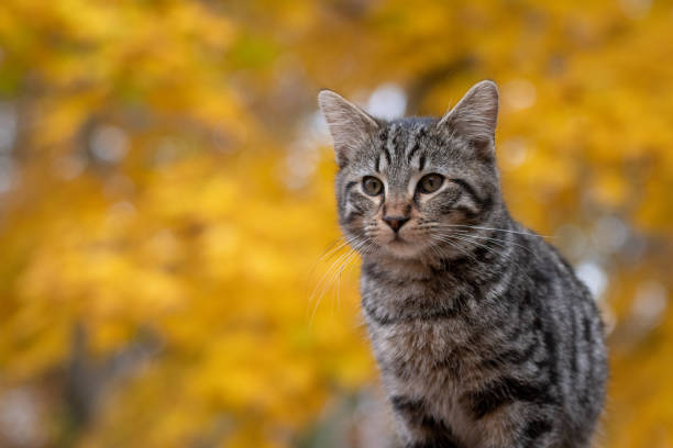 istock Cute tabby cat with yellow background 1070127250