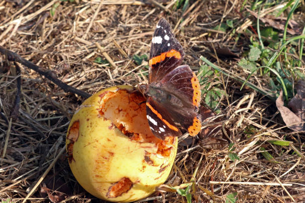 The Vulcan eats an apple. 14 august 2018, Haute Yutz, Yutz, Moselle, Lorraine, France. A Vulcan butterfly eats an apple that has fallen to the ground. vanessa atalanta stock pictures, royalty-free photos & images