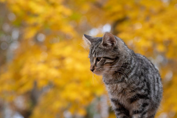 istock Cute tabby cat with yellow background 1070127778