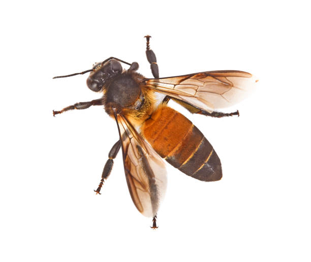 istock Top view of bee isolated on white background 1070128256