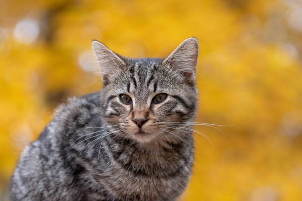 istock Cute tabby cat with yellow background 1070128268