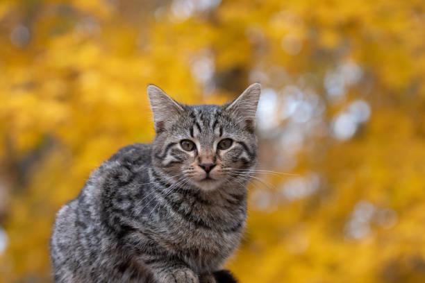 istock Cute tabby cat with yellow background 1070132176