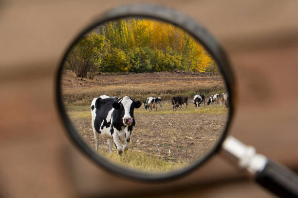 Domestic Cattle, Cow, Farm, Milk, Field, Burdur Province, autumn, fall, Domestic Cattle, Cow, Farm, Milk, Field, Burdur Province, autumn, fall, magnifying