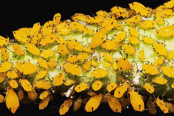 istock Closed up aphid community on branch. 1070134544