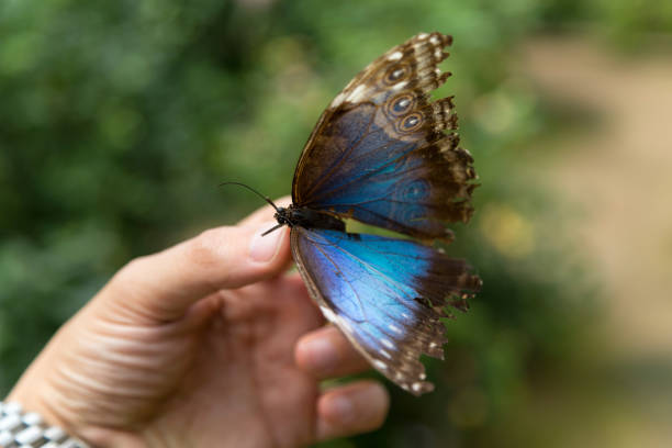 istock Close-Up Of Butterfly On Hand 1070137782