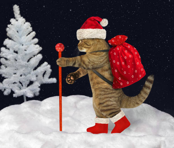 istock Cat carries Christmas gifts 3 1070142720