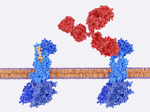 Calcitonin gene related peptide (CGRP, yellow) bound to its receptor (left), monoclonal antibody (red) blocking the CGRP receptor. Blocking the CGRP receptor diminishes the quantity of migraine attacks.\