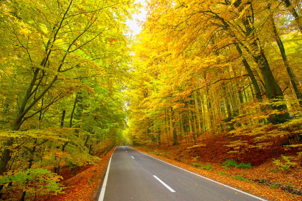 istock Road in the autumnal forest 1070146846