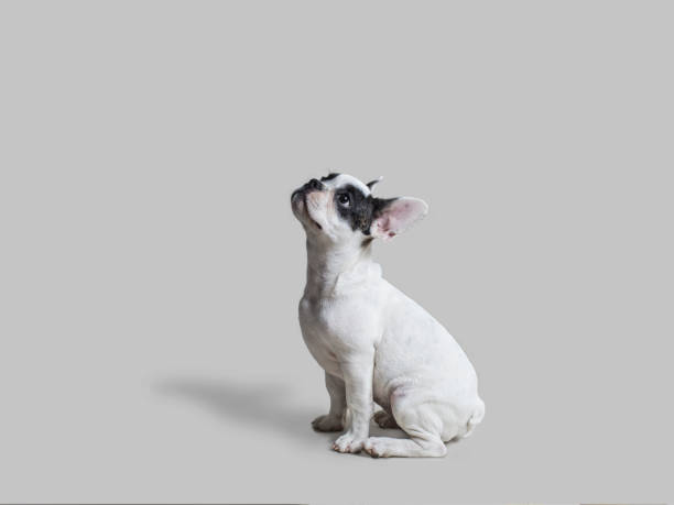 French Bulldog. The dog is facing up on an white background.