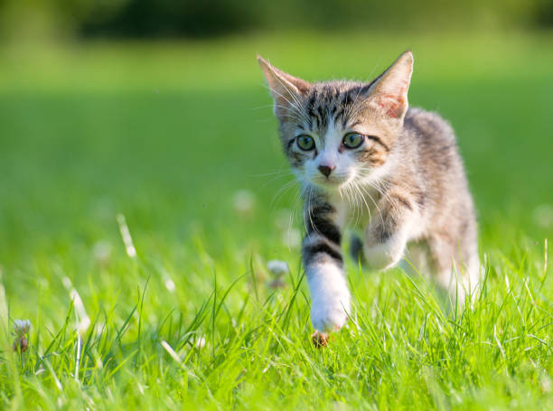istock Little striped kitten hiding in the grass 1070147334