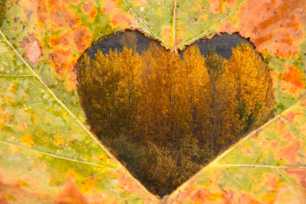 istock In the fabulous autumn heart shape. 1070147860
