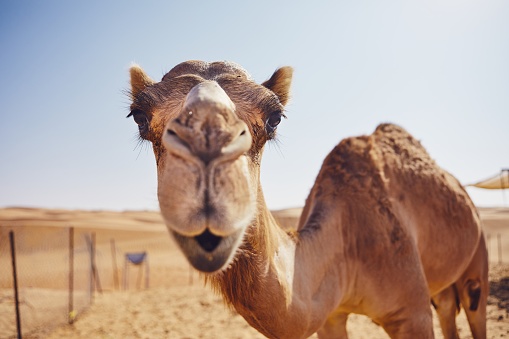 Close-up view of curious camel against sand dunes of desert, Sultanate of Oman.