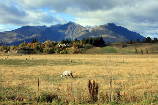 Serene meadow in New Zealand, with one lamb grazing on the foreground. and a farm house on a hill in the background. It is the afternoon of a cloudy day.