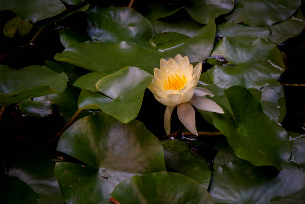 istock Water lilly, white and yellow 1070153802