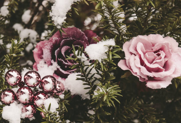 Roses draped with frost