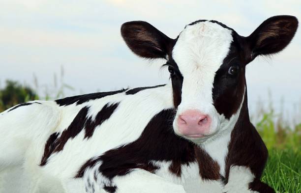 istock Newborn Holstein calf 1070154344