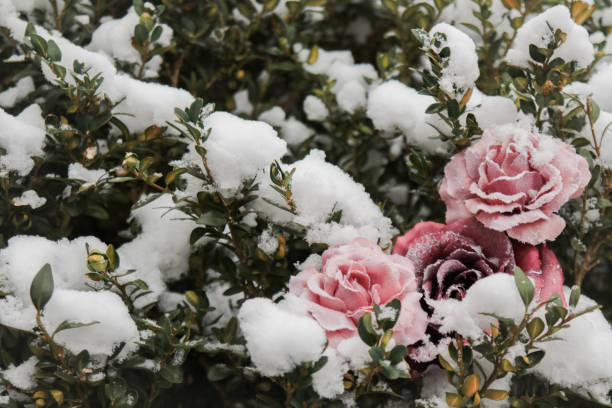 Rose in the Snow Delicate Rose in the Snow on tree frozen rose stock pictures, royalty-free photos & images