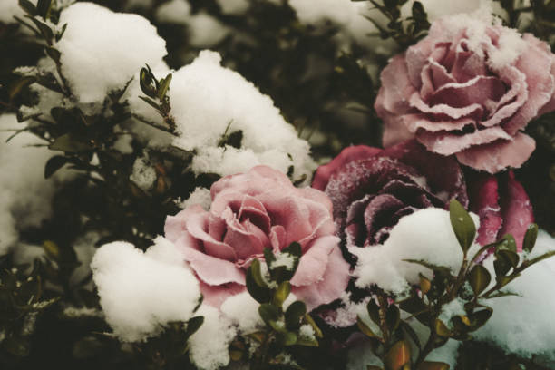 Pink rose bloom in winter covered with ice crystals