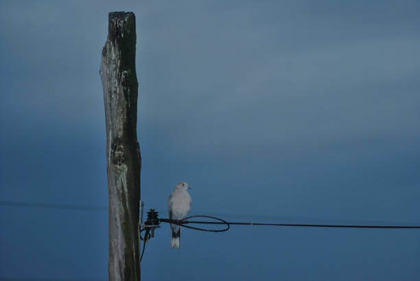 istock Bird perched on the electric wires next to an old light poster 1070157264